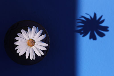 Close-up of flowers against black background