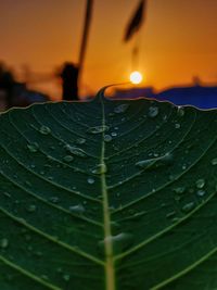 Close-up of raindrops on leaves