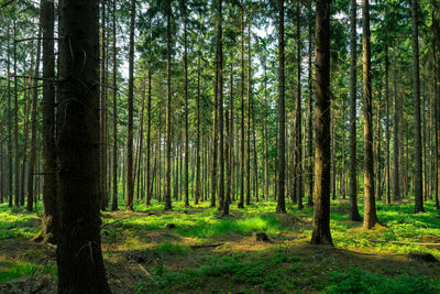 View of trees in forest