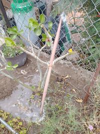 High angle view of plants growing by chainlink fence in yard