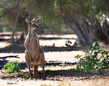 Deer standing on field