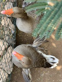 High angle view of bird