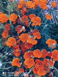 High angle view of orange flowering plants on field