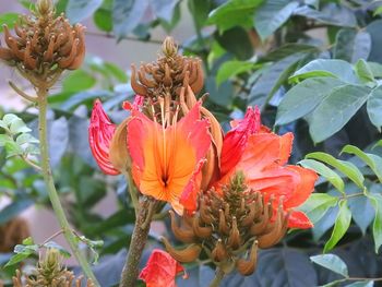 Close-up of orange hibiscus blooming outdoors