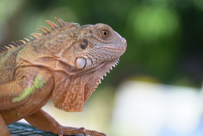 Close-up of a lizard