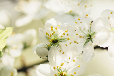 Close-up of white cherry blossom