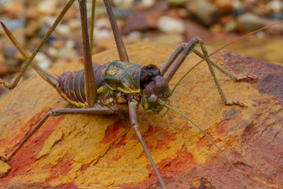 Close-up of insect