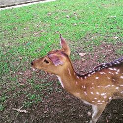 Animal grazing on grassy field