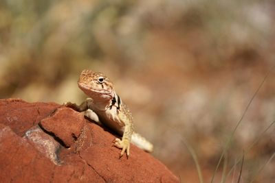 Close-up of lizard on rock