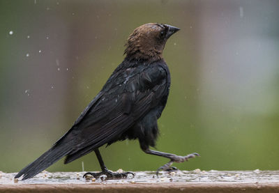 Close-up of bird perching