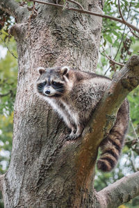 Portrait of a raccoon sitting on tree trunk