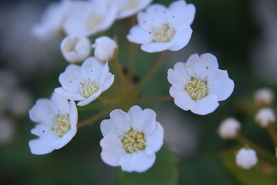 Close-up of white flowers