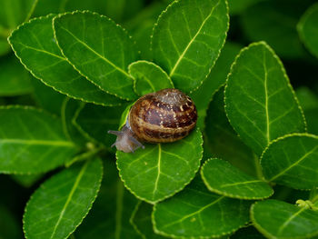 Close-up of caterpillar on leaf