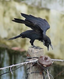 Close-up of bird perching outdoors