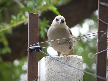 Close-up of bird perching on tree