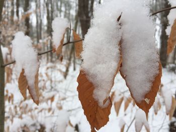 Close-up of snow covered land and trees