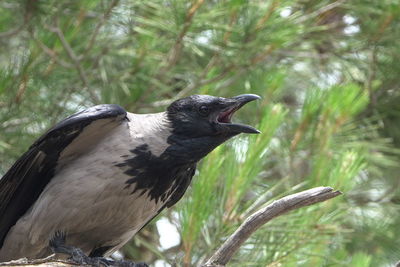 Bird perching on a tree