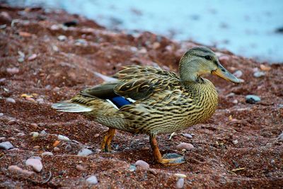 Close-up of a bird
