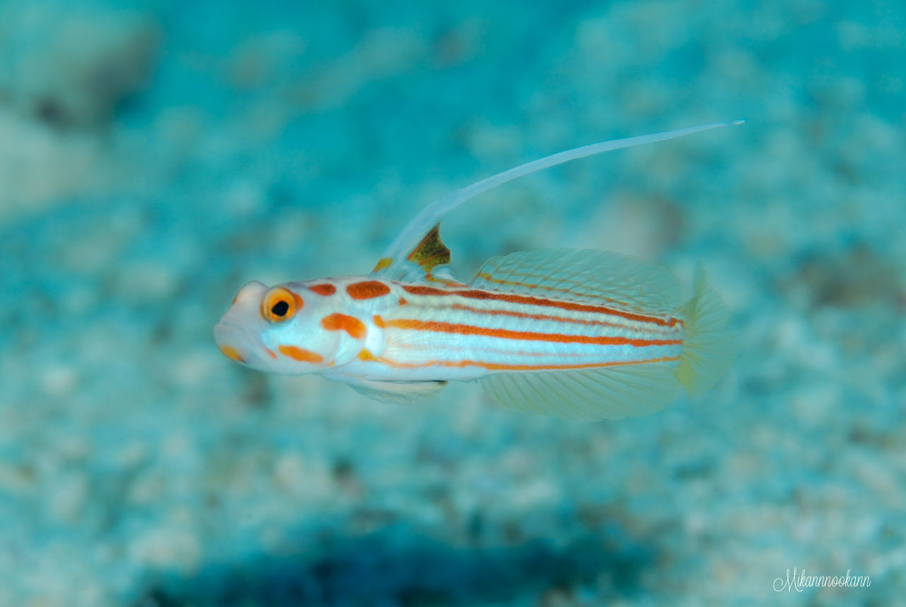 CLOSE-UP OF FISH UNDERWATER