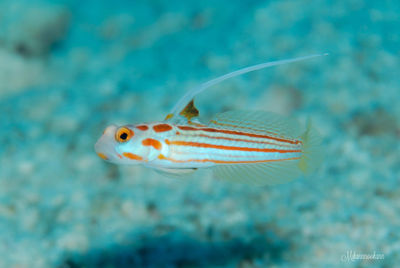 Close-up of fish swimming in sea