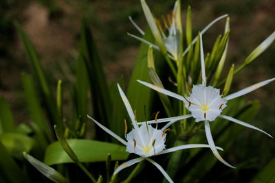 Close-up of white flowers blooming outdoors