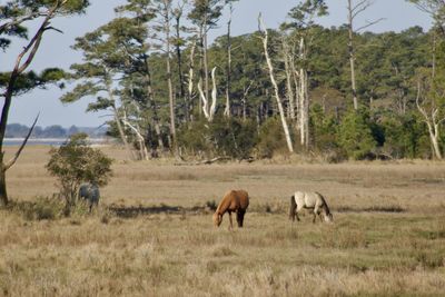 Horses walking in a field
