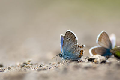 Close-up of butterfly on ground