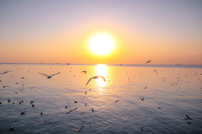 Seagulls flying over sea during sunset