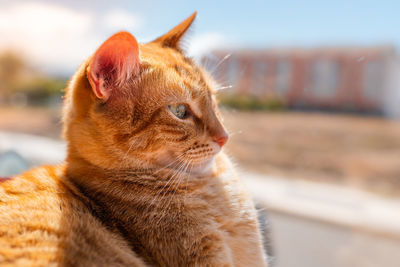 Close-up of a cat looking away
