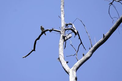 Low angle view of bare tree against clear blue sky