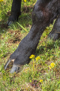 View of a horse on field