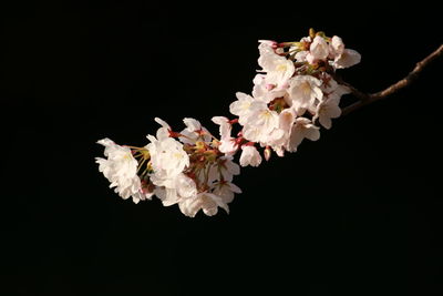 Close-up of flowers against black background