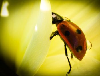 Close-up of ladybug on leaf