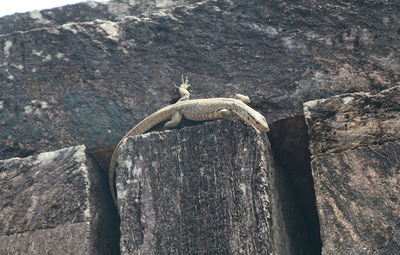 Close-up of lizard