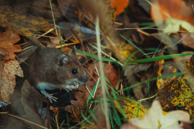 High angle view of animal on field