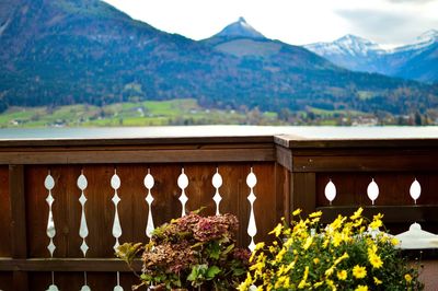 Plants and mountains against sky