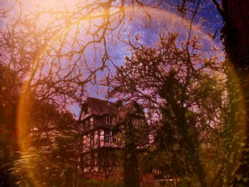 Trees against sky during sunset