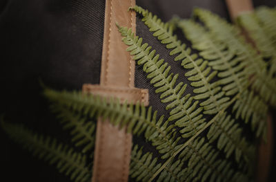 Close-up of plant against bag