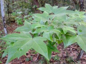 Close-up of leaves