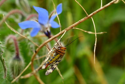 Close-up of insect on plant