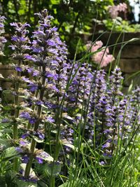 Close-up of purple flowering plants on field