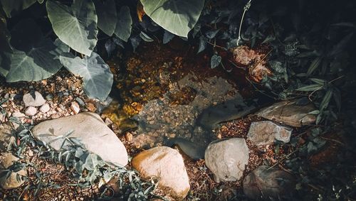 High angle view of dry leaves on field