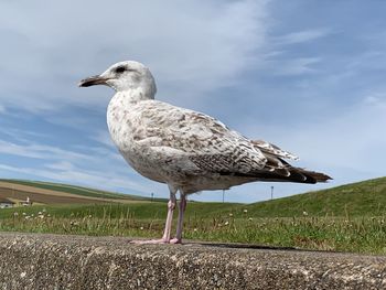 Seagull on a field