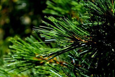 Close-up of pine tree