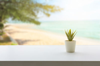 Close-up of potted plant on table against sea