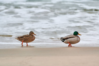 Two mallard waterfowl birds walking near baltic sea. anas platyrhynchos, mallard duck. breakup