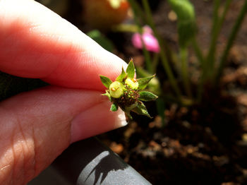Close-up of hand holding small flower