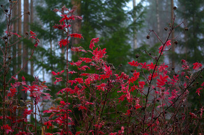 Close-up of red flowering plants