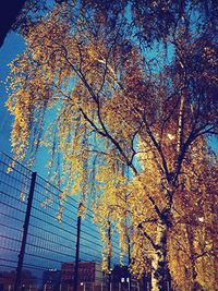 Low angle view of bare trees against blue sky