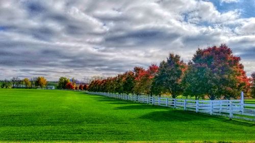 Trees in field against cloudy sky